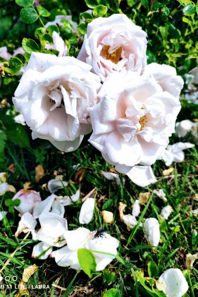 original_24b574a8-5ef5-476f-a015-60015f5fc58e_IMG_20220605_101829