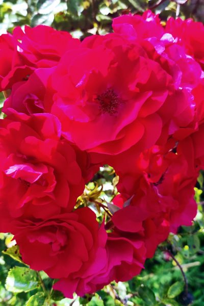 original_5381613b-170f-4938-972b-5028d26c1fc0_IMG_20220618_090612