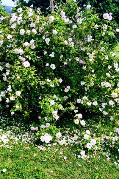 original_7d2c65bd-3dc5-4891-b5b4-f7fcd55ae149_IMG_20220605_101432