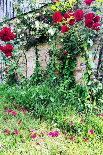 original_8597636e-a794-440e-a770-e064e04b2c42_IMG_20220604_102212