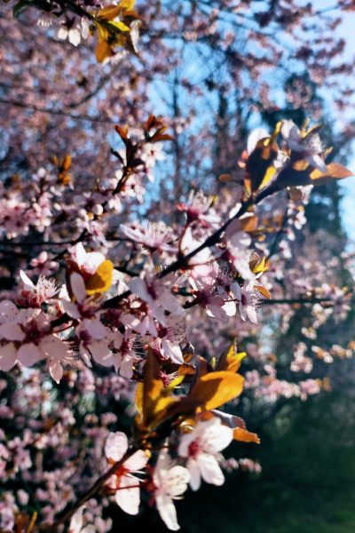 original_9ad35178-f3f6-41b4-8abc-ab4b30c46152_IMG_20220327_095646~2