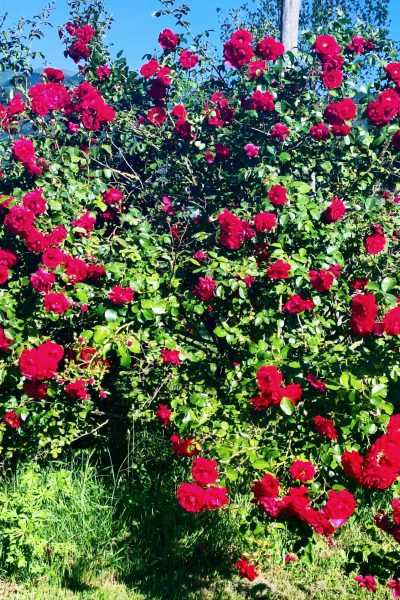 original_b06e04c2-6440-4686-9367-0e642444dfe4_IMG_20220611_083720