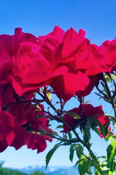 original_bba448a9-4104-42a2-a729-00066078f7df_IMG_20220618_090620